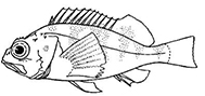 Helicolenus dactylopterus_claves_02.jpg